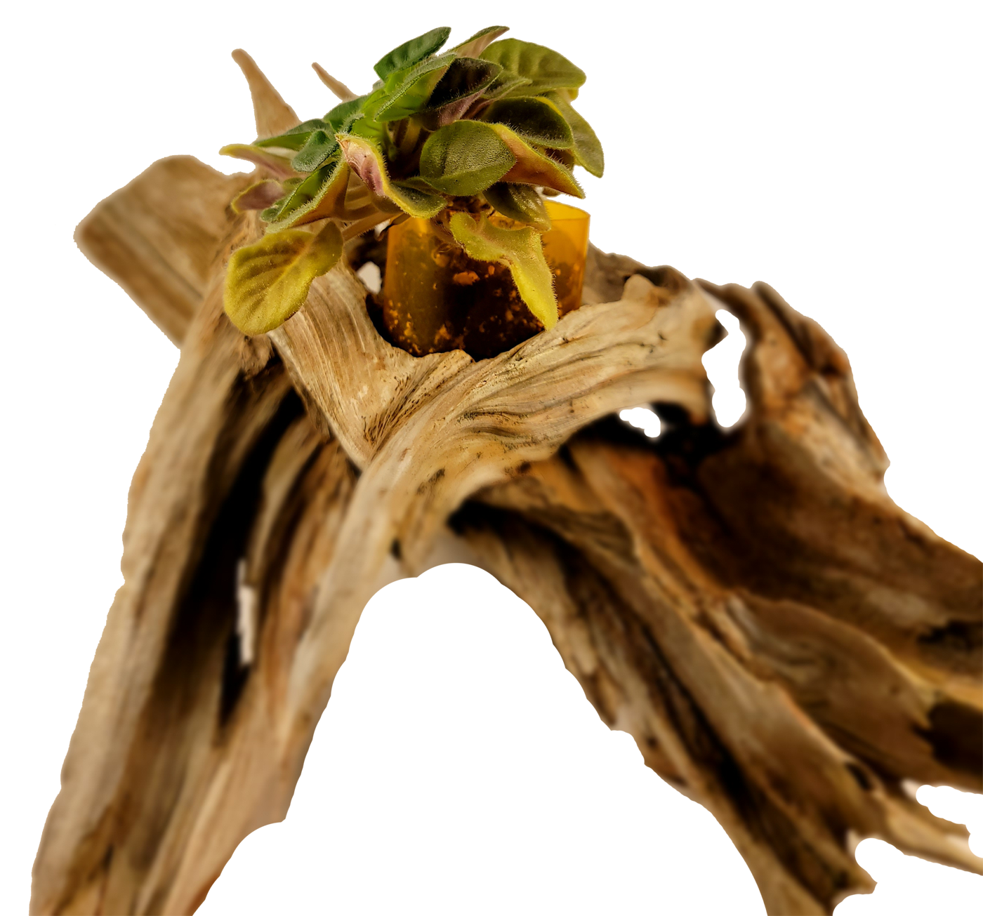 Handmade Long Driftwood Style Living Planter