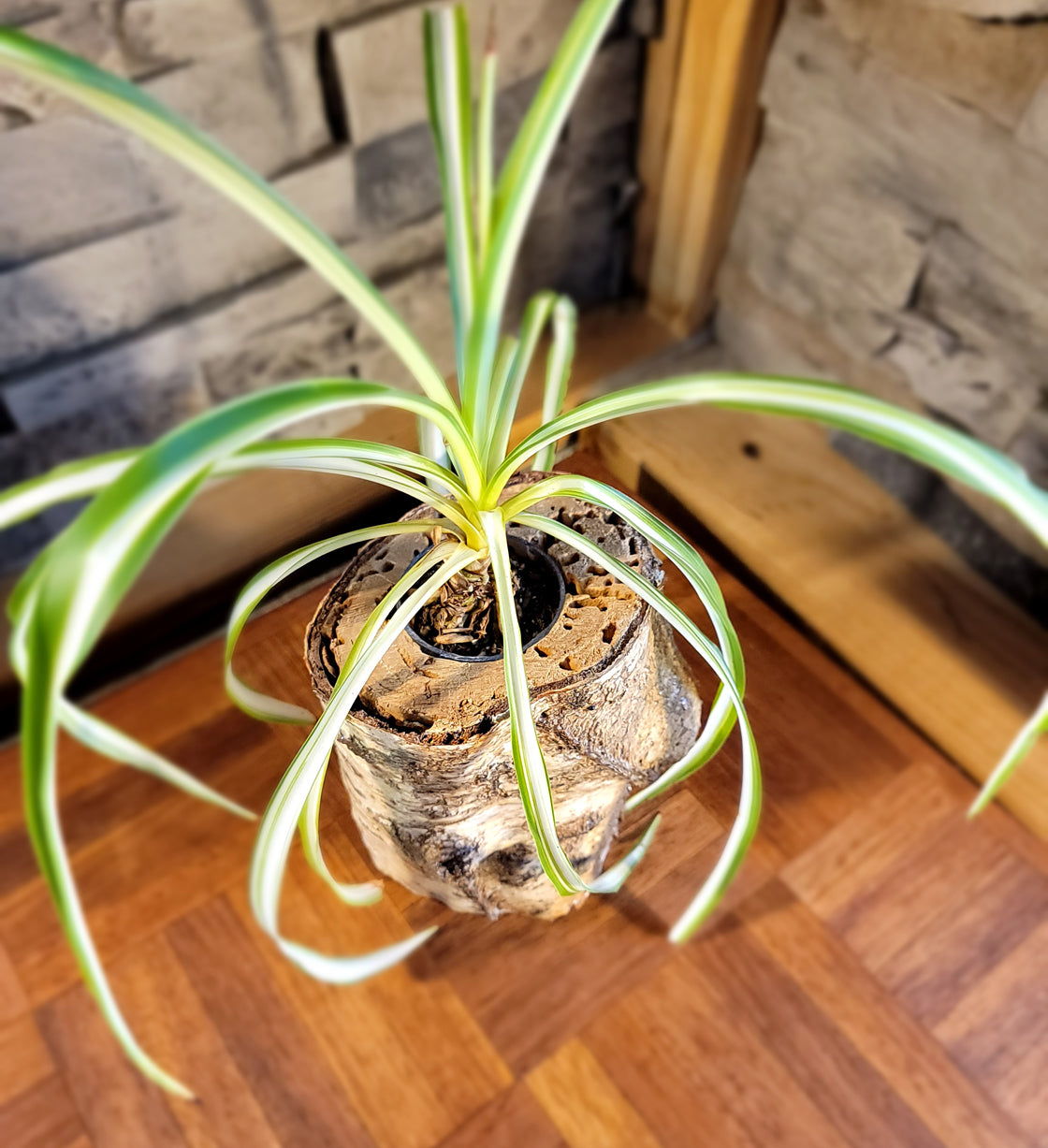 White Birch Living Planter - Glossy Finish