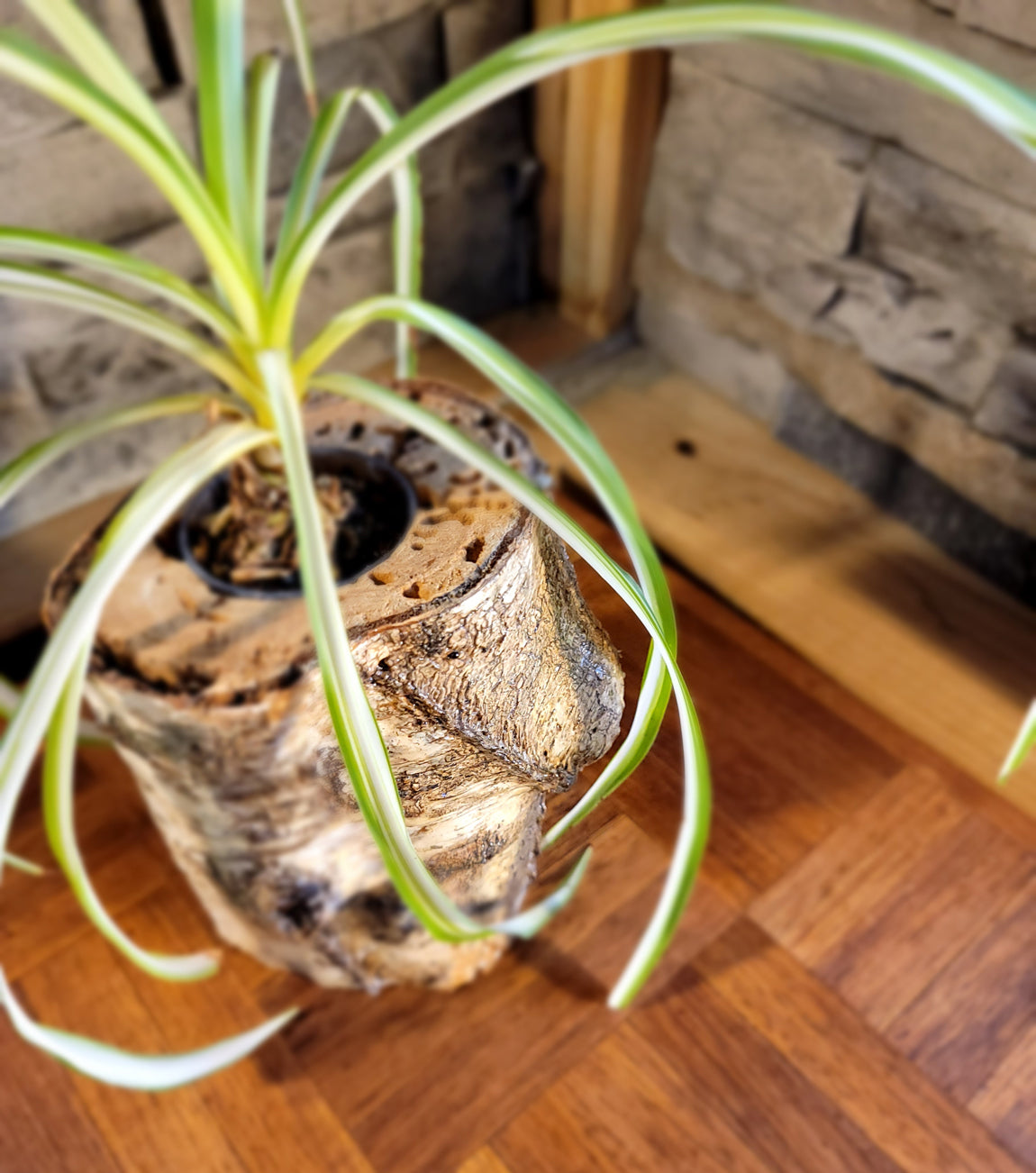 White Birch Living Planter - Glossy Finish