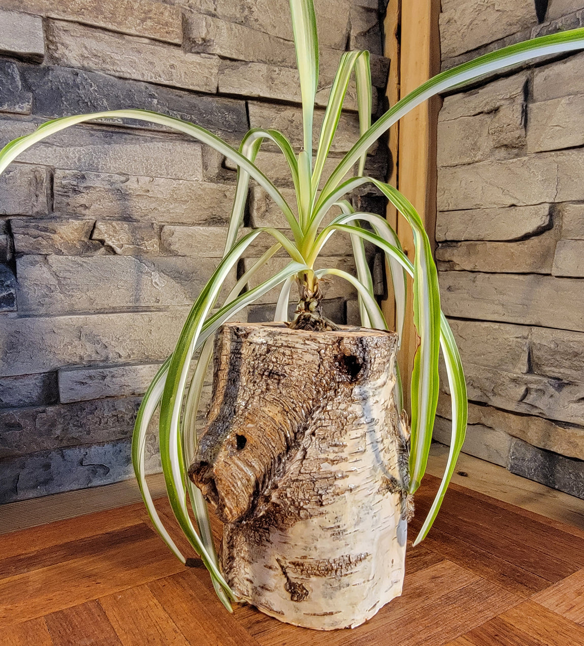 White Birch Living Planter - Glossy Finish