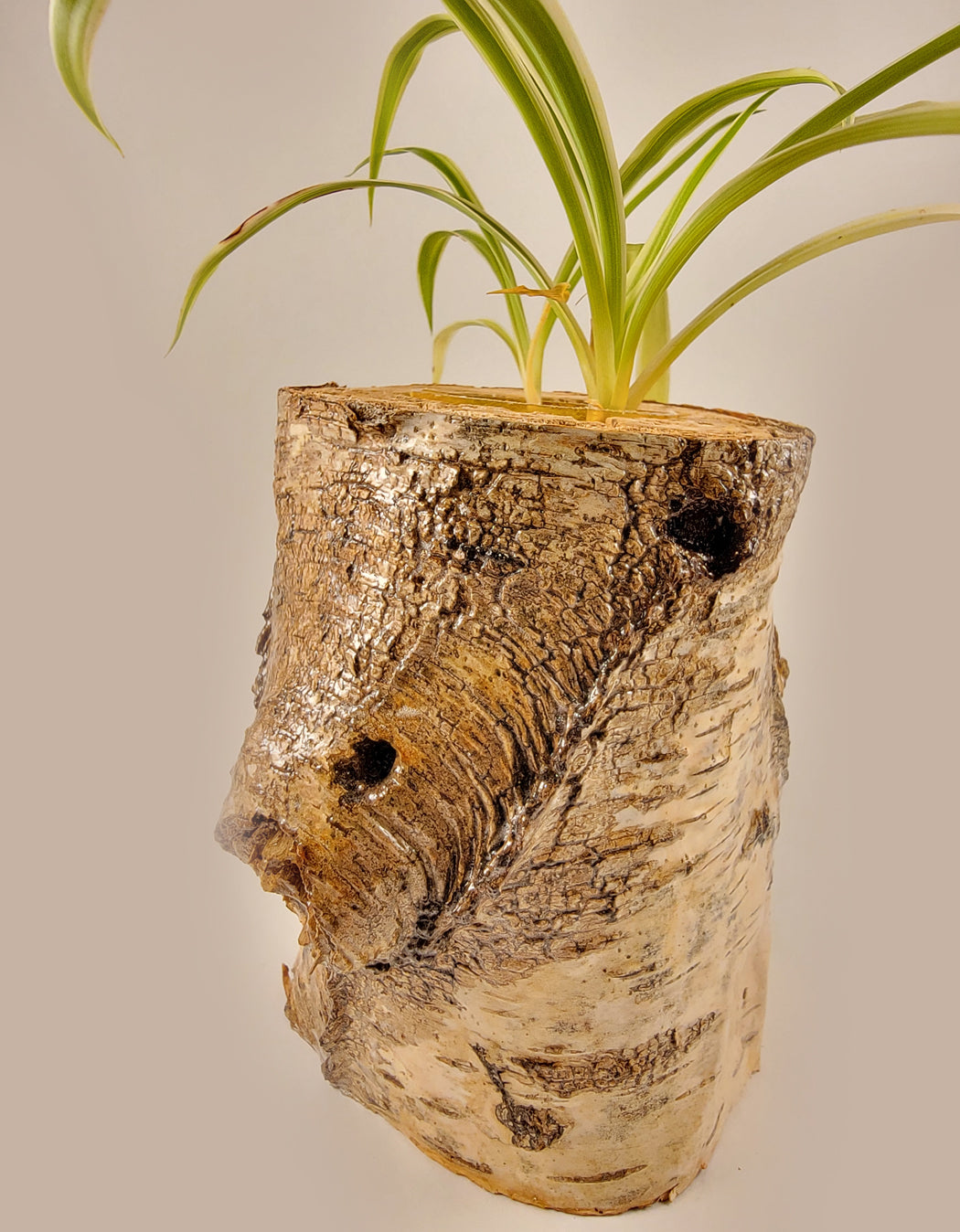 White Birch Living Planter - Glossy Finish