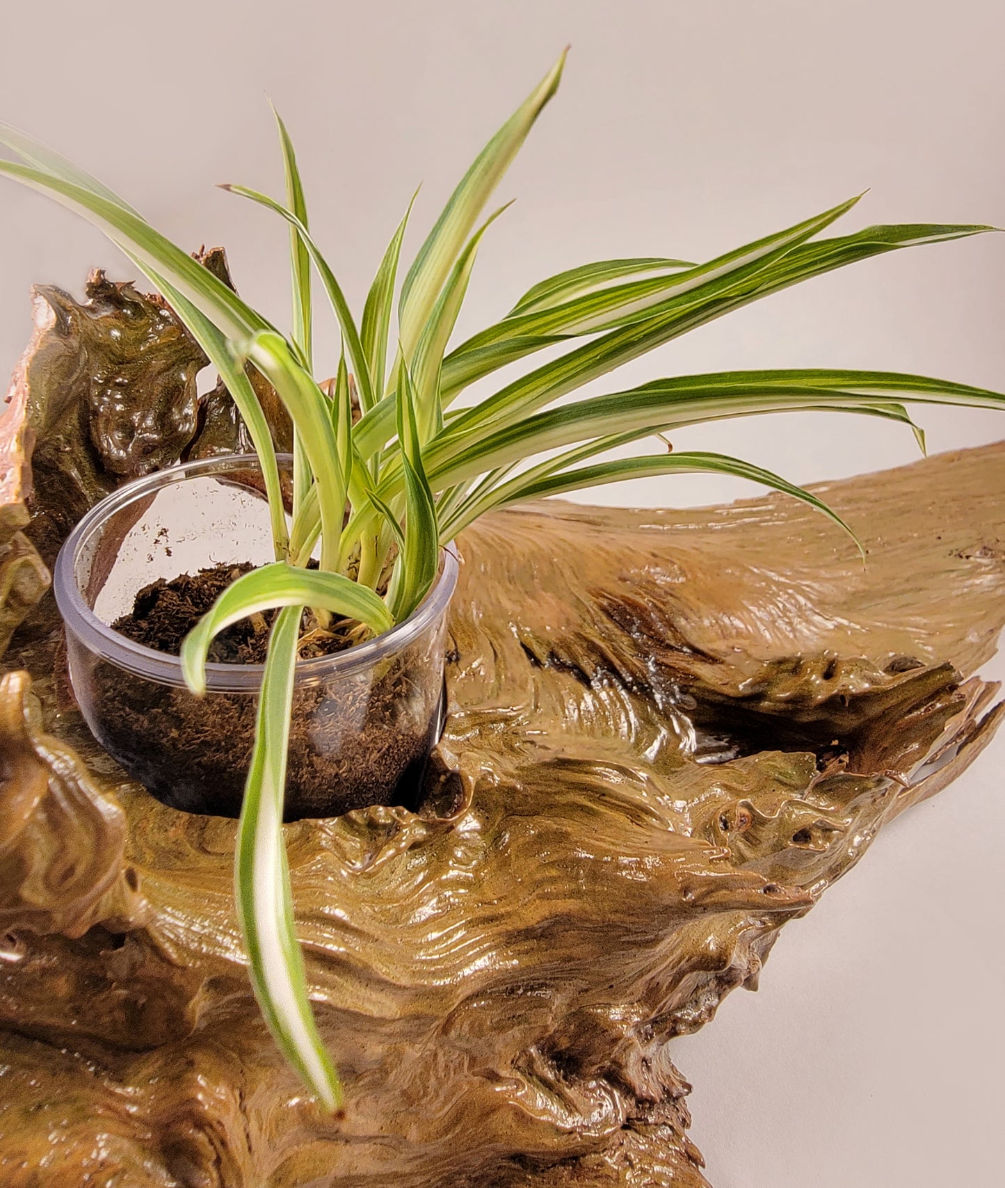 Handmade Driftwood Style Living Planter - Glossy Finish