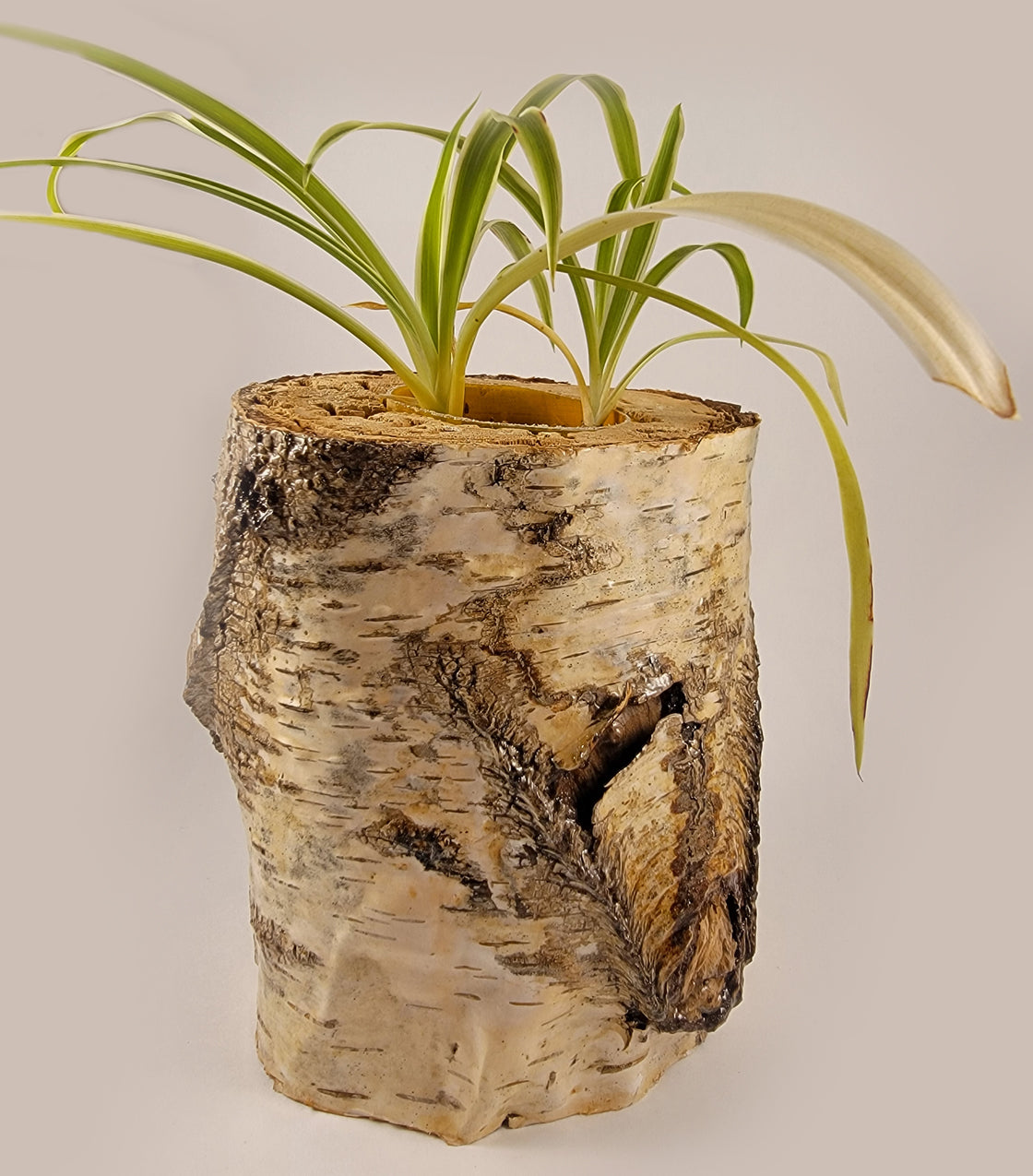 White Birch Living Planter - Glossy Finish