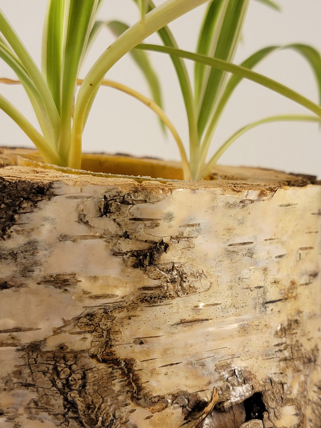 White Birch Living Planter - Glossy Finish