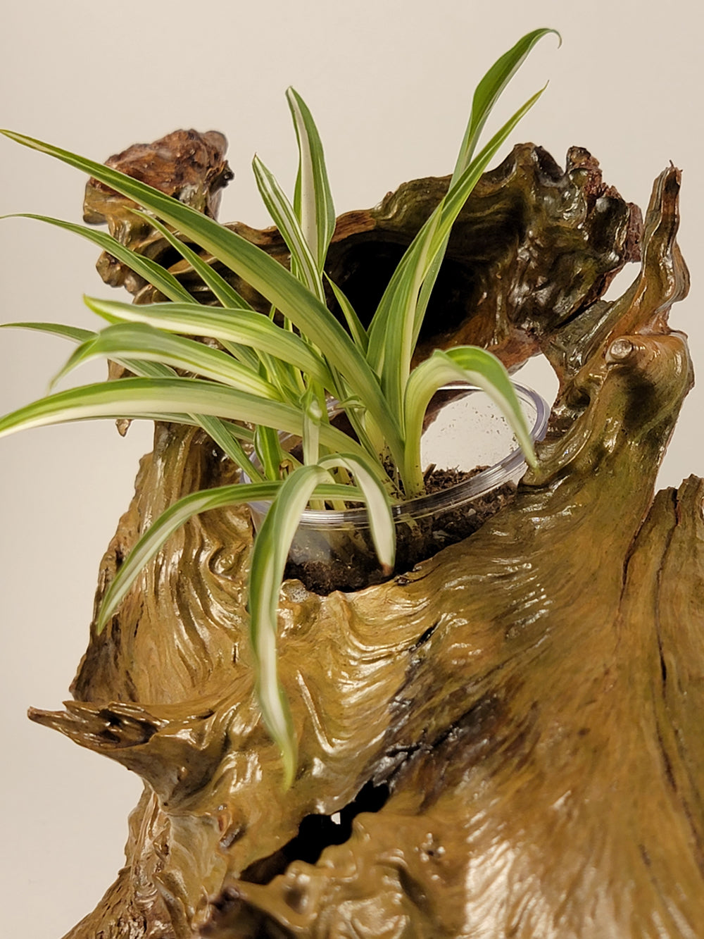 Handmade Driftwood Style Living Planter - Glossy Finish
