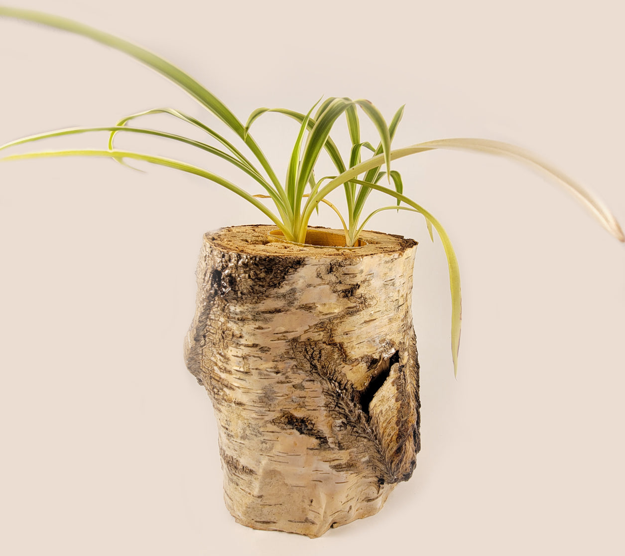 White Birch Living Planter - Glossy Finish