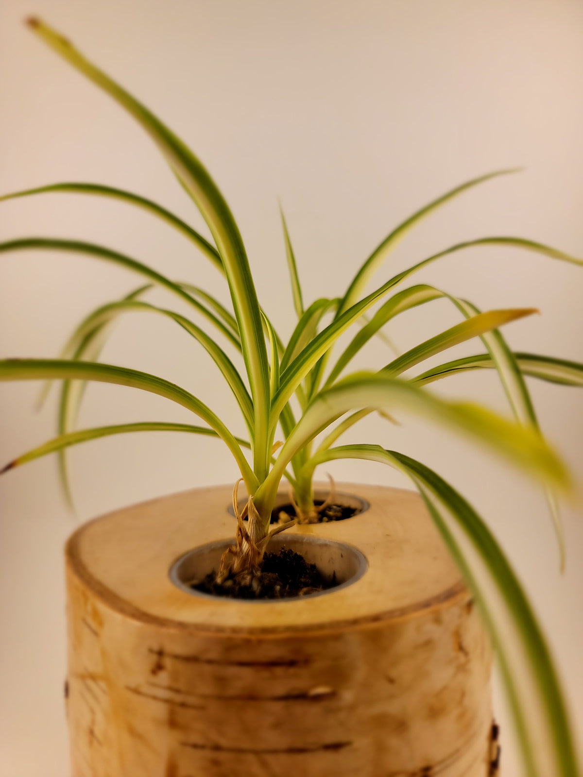 Natural Birch Wood Planter with Greenery, Top View
