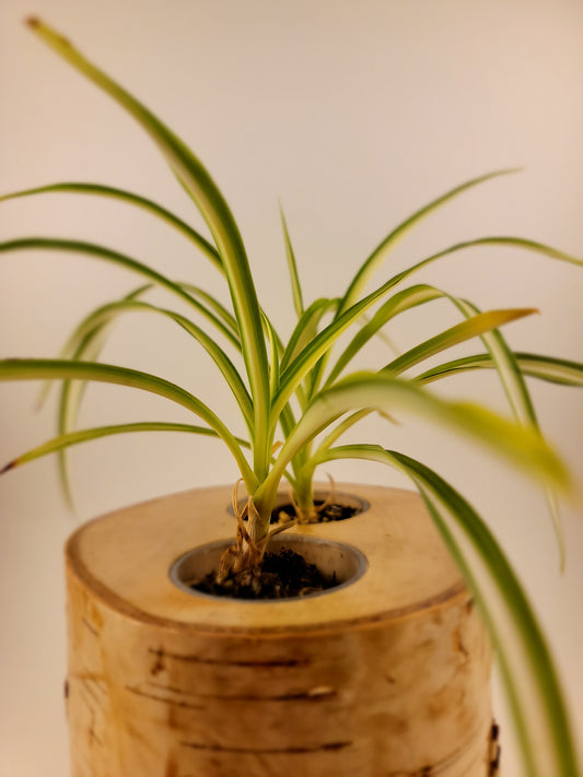 Natural Birch Wood Planter with Greenery, Top View