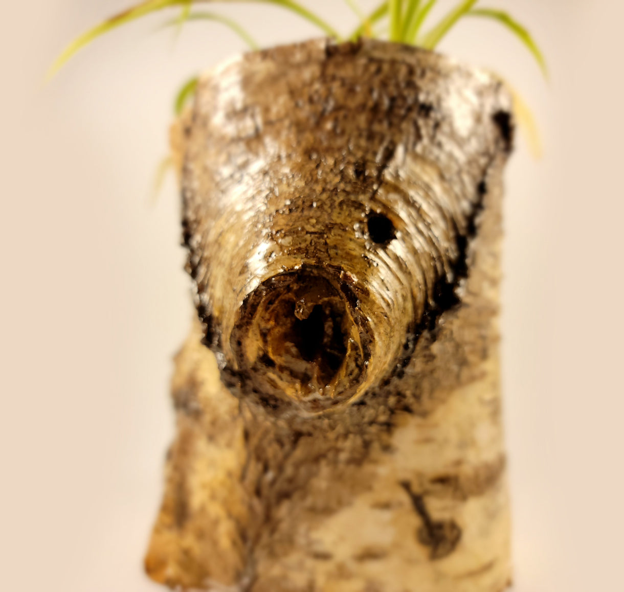 White Birch Living Planter - Glossy Finish