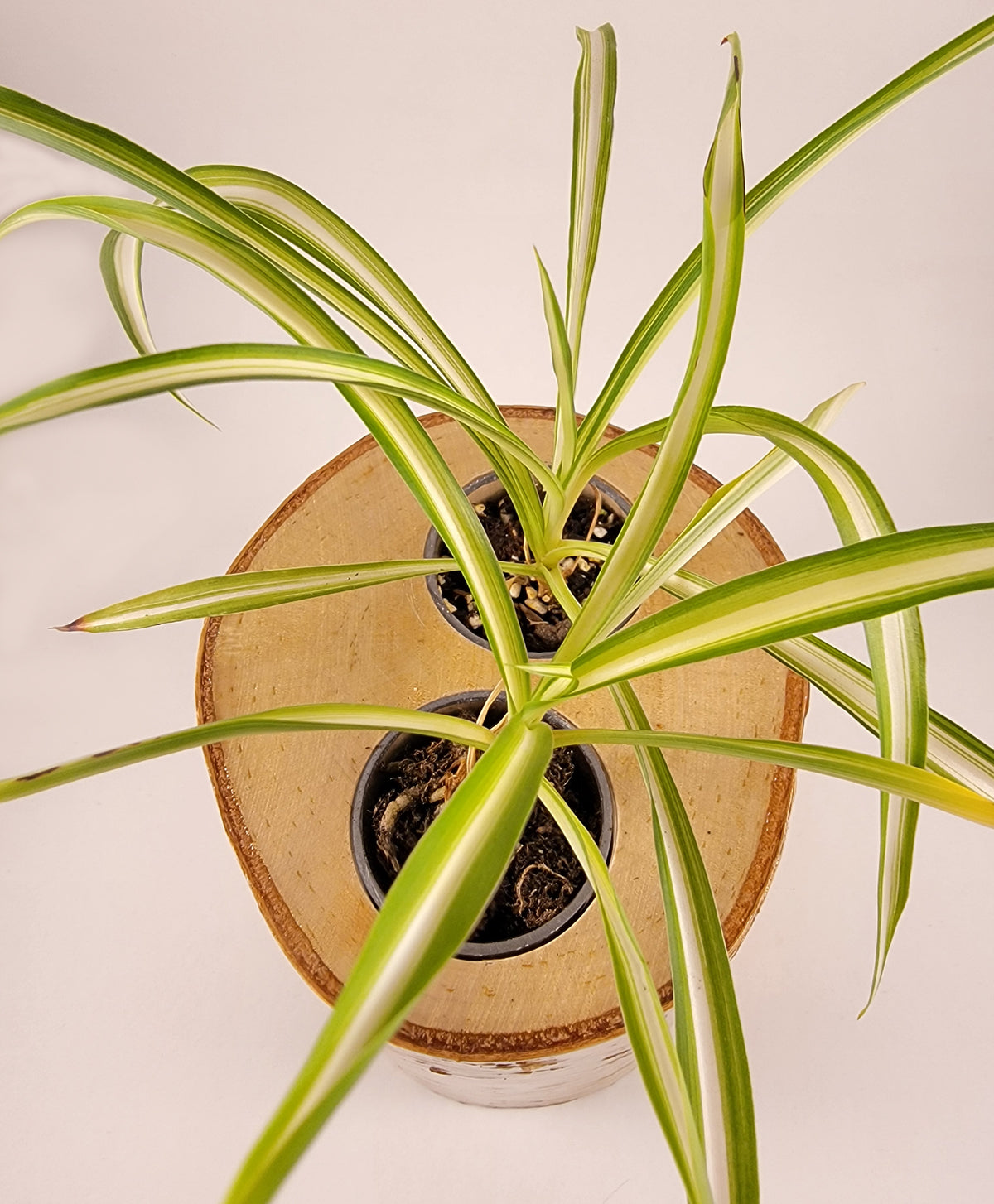 Natural Birch Wood Planter with Greenery, Overhead