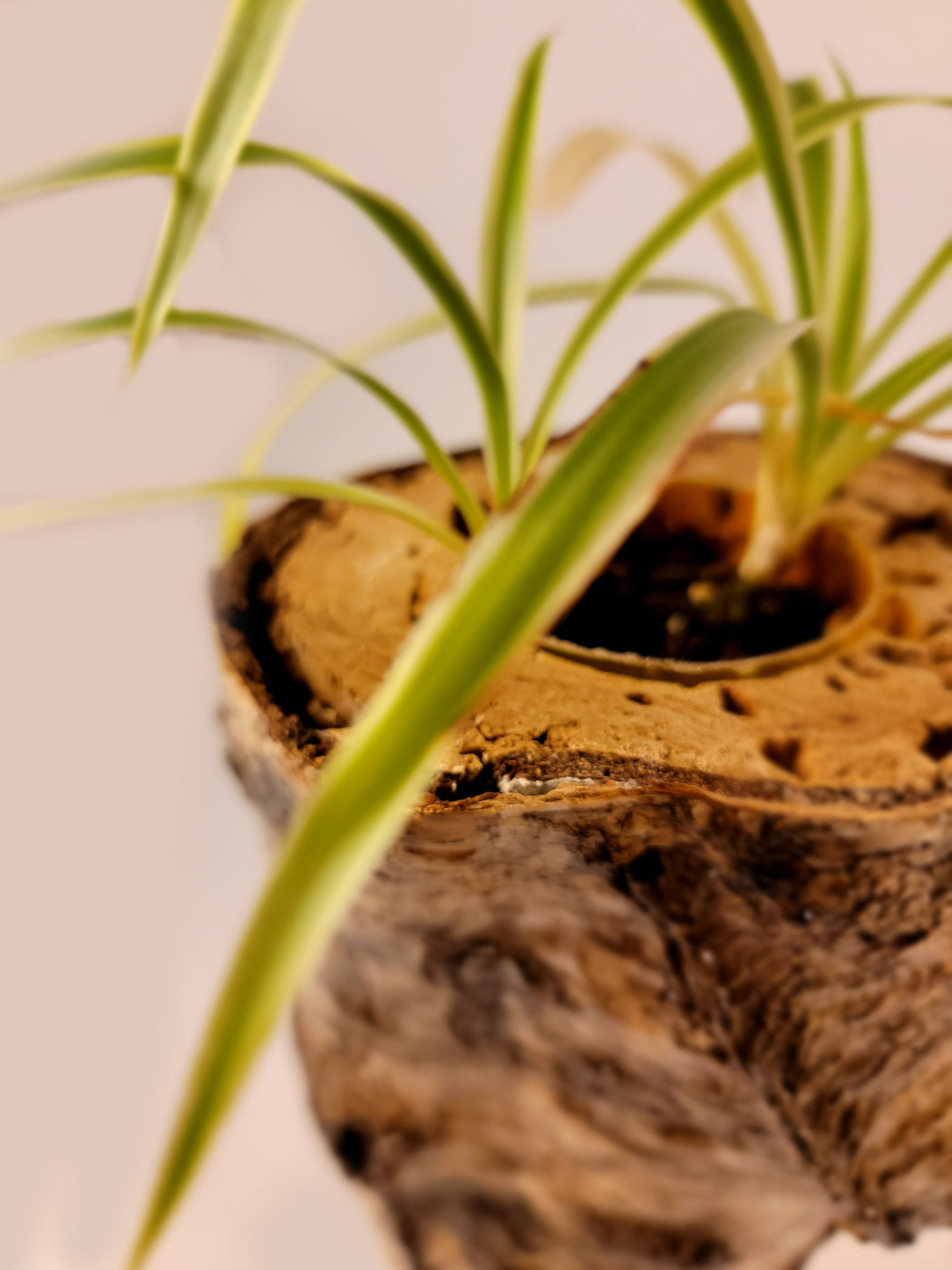 White Birch Living Planter - Glossy Finish