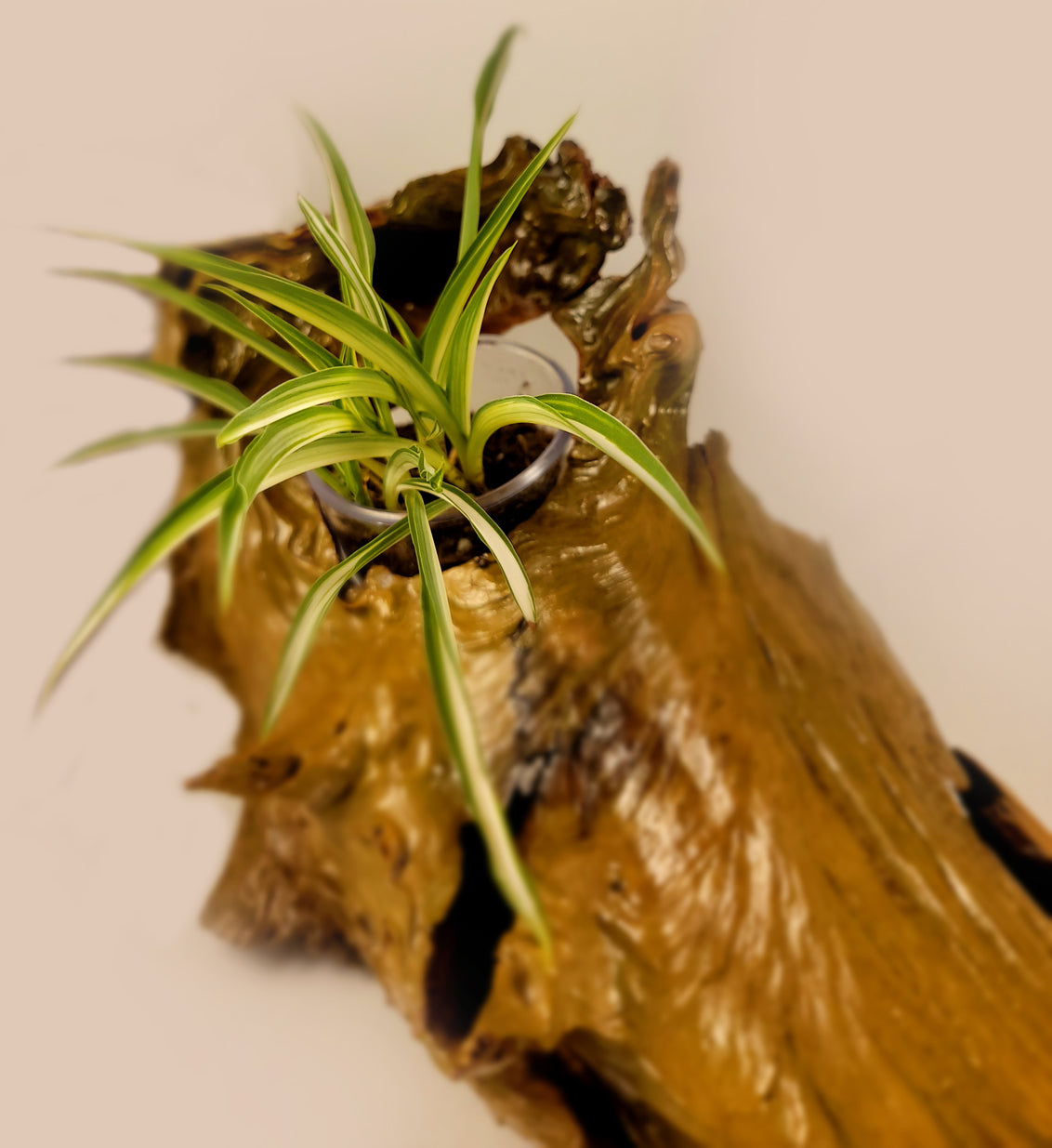 Handmade Driftwood Style Living Planter - Glossy Finish