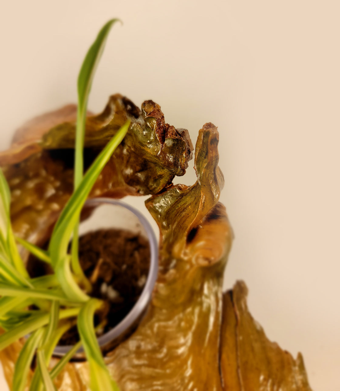 Handmade Driftwood Style Living Planter - Glossy Finish