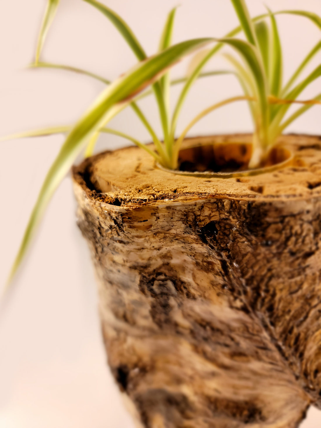 White Birch Living Planter - Glossy Finish