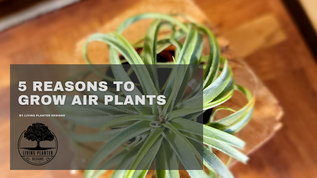 Embrace the Air: Top 5 Reasons to Grow Air Plants