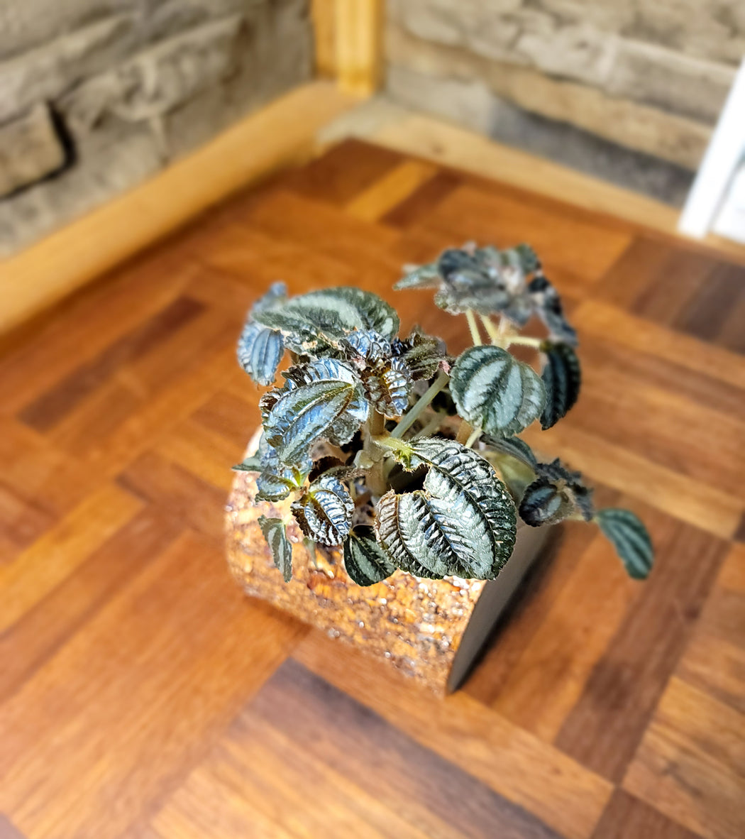 Artisan-Crafted Handmade Cedar Planter