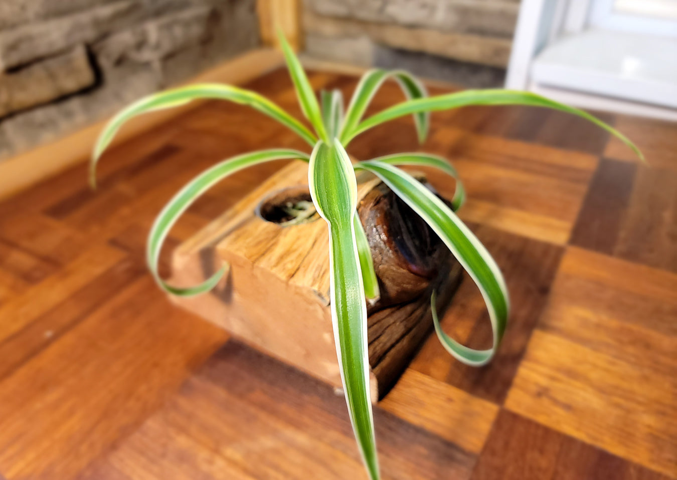 Handmade Cedar Knot Glossy Planter