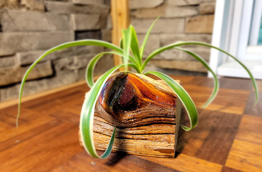 Handmade Cedar Knot Glossy Planter
