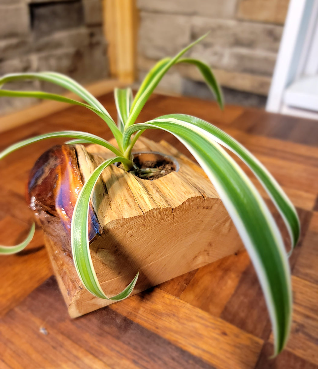 Handmade Cedar Knot Glossy Planter