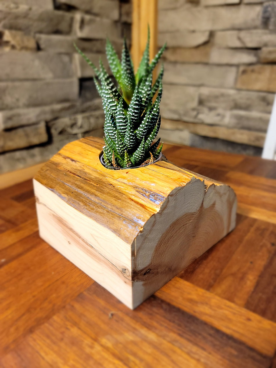 Handmade Glossy Cedar Knot Planter