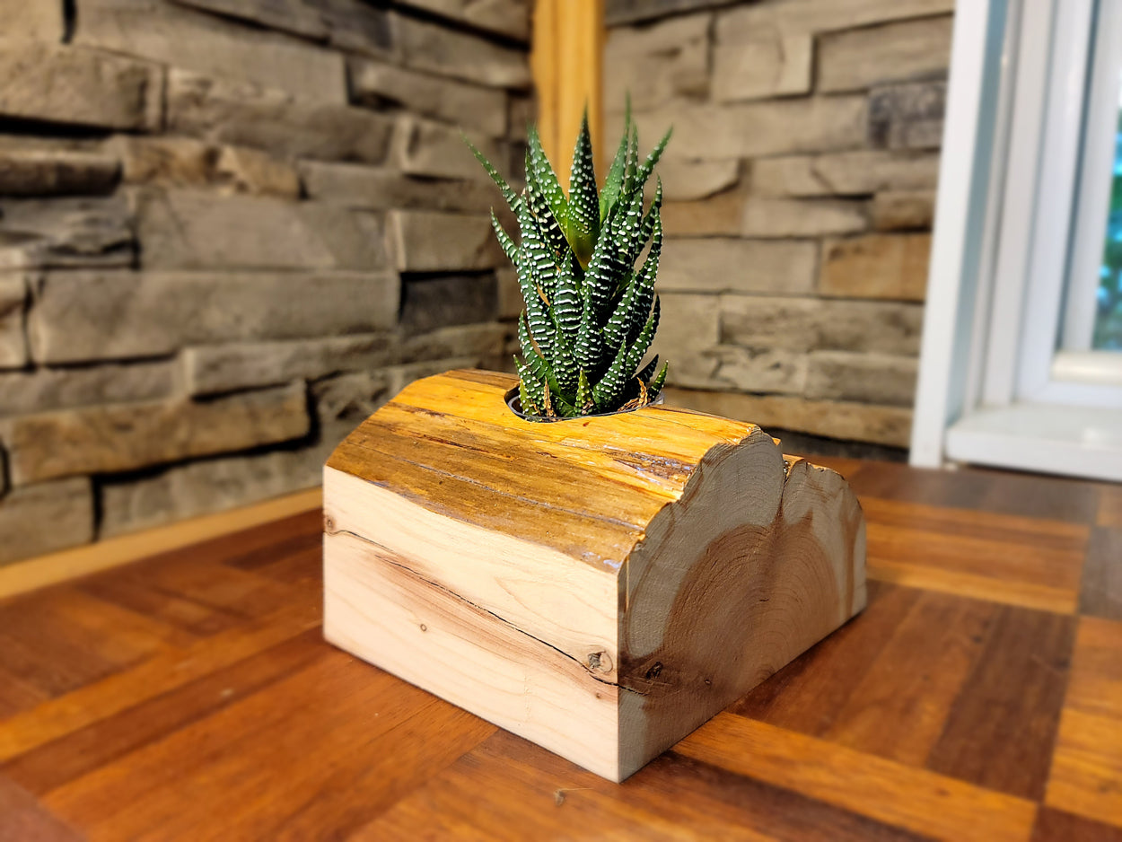 Handmade Glossy Cedar Knot Planter