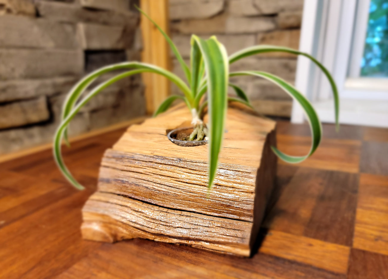 Handmade Cedar Knot Glossy Planter