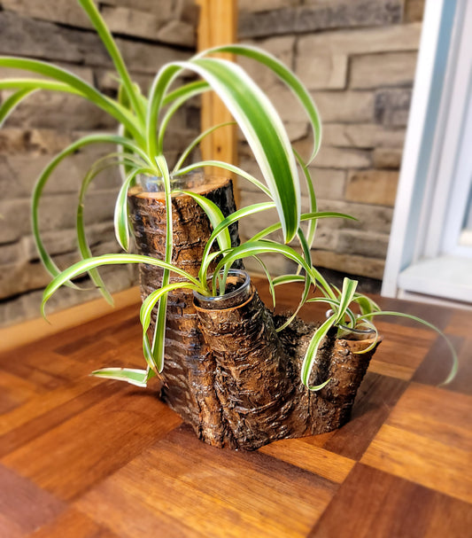 Handmade Tri-Plant Cedar Living Wood Planter