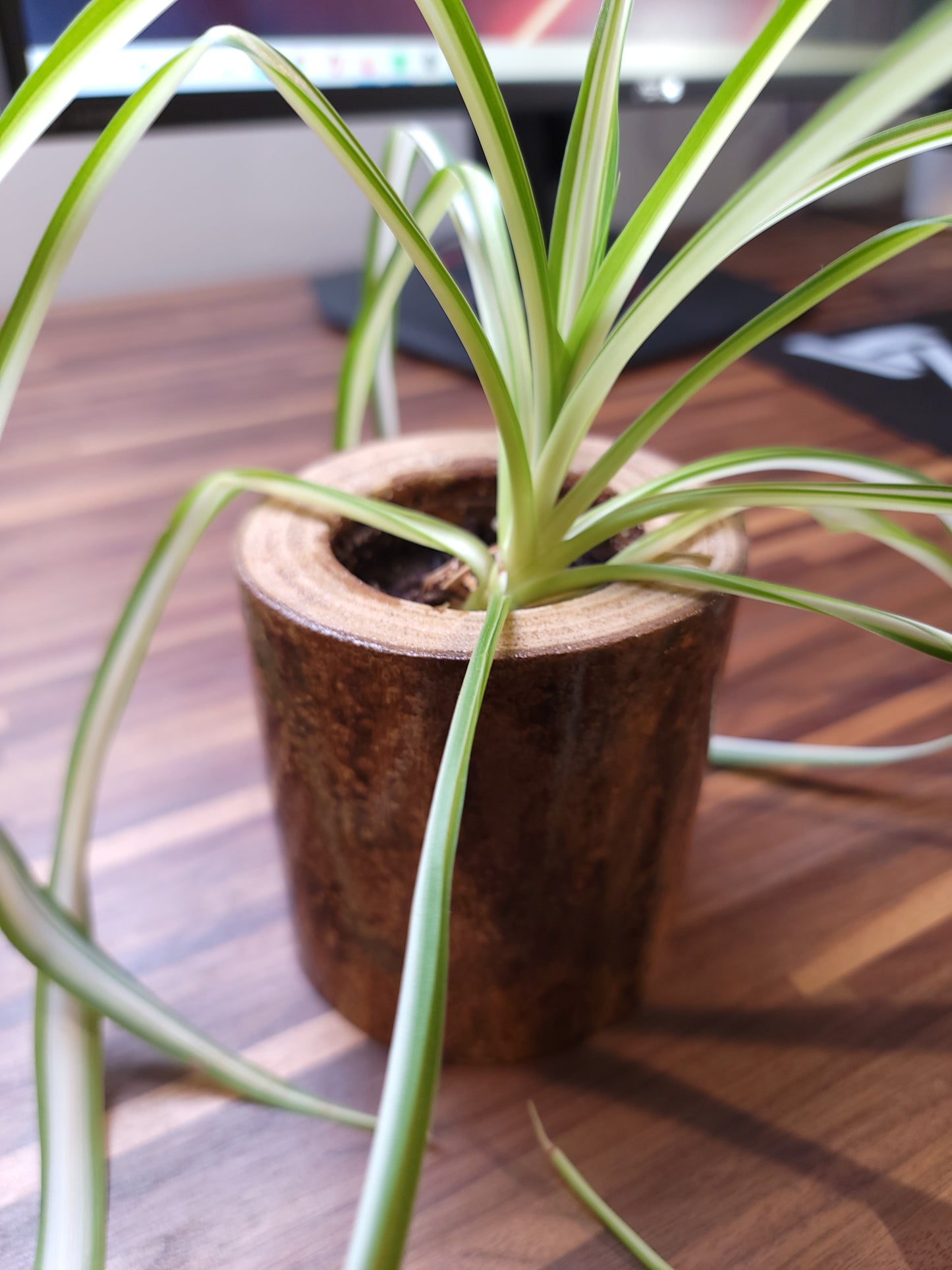 Handmade Chestnut Planter with glossy finish, showcasing the natural beauty of sustainably sourced chestnut wood, ideal for indoor plant display, overhead