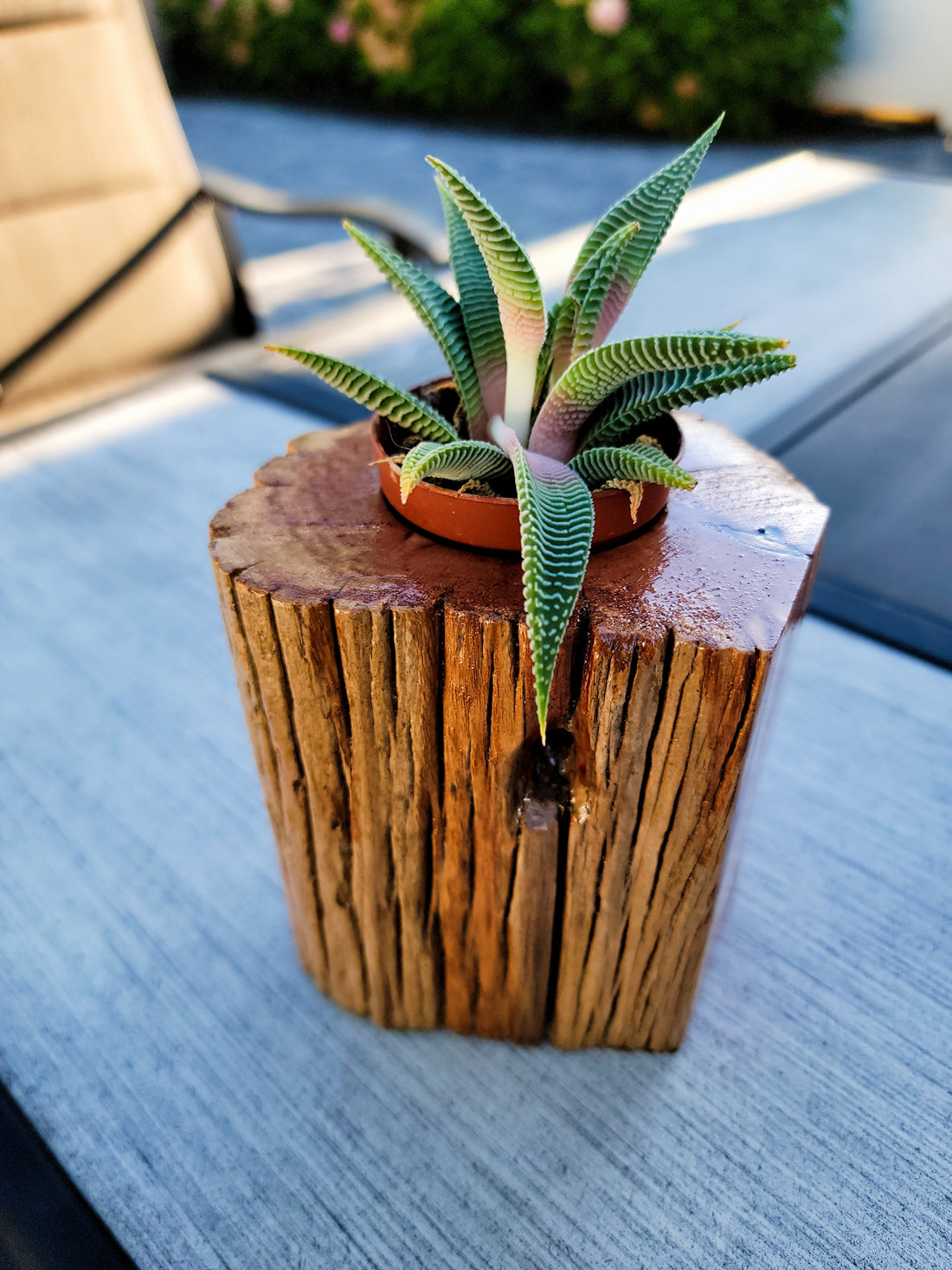 Handmade Planter Made From Stunning Cedar with Unique Knot Detail, Lifestyle Top