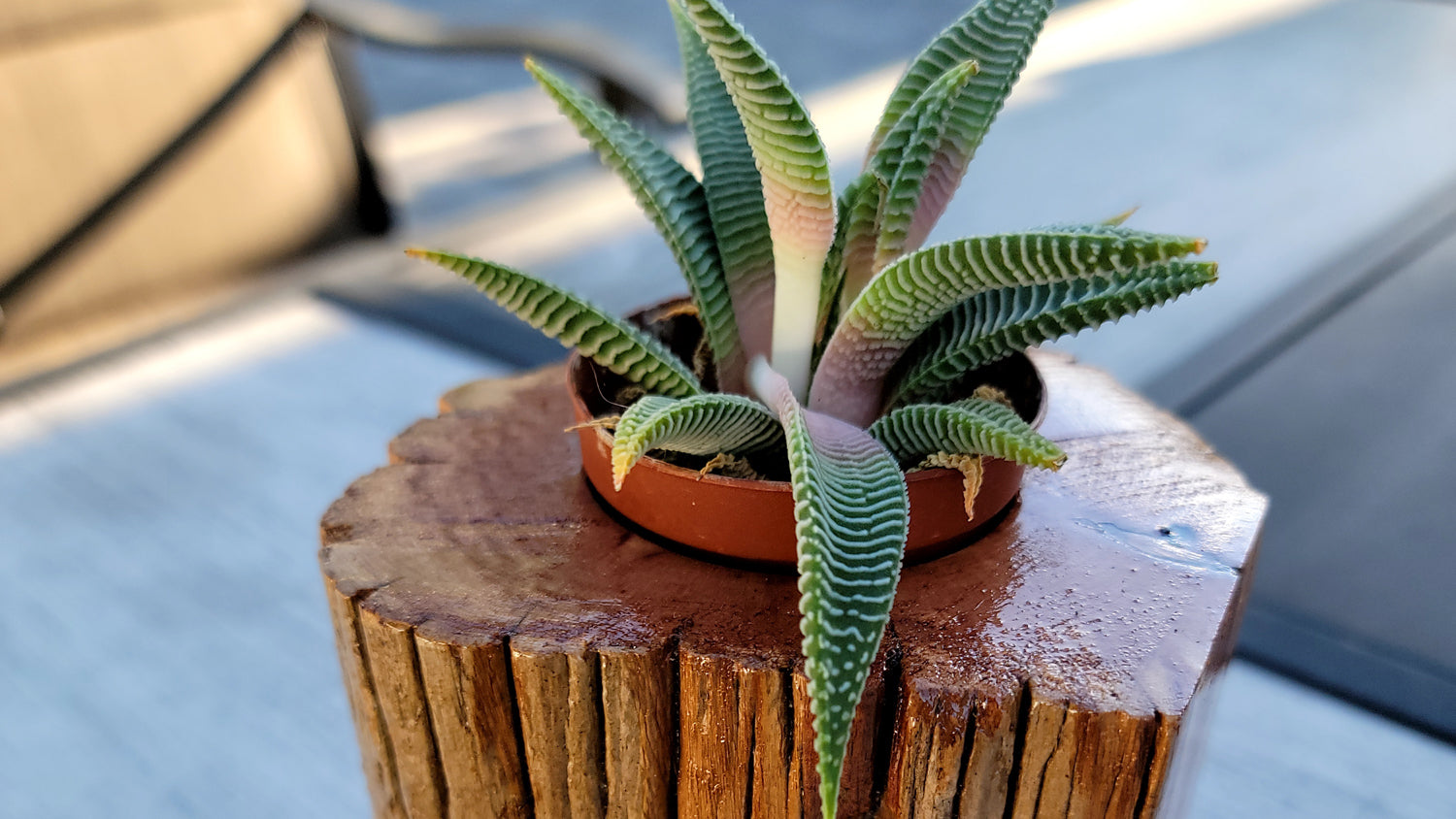 Handmade Planter Made From Stunning Cedar with Unique Knot Detail, Zoom