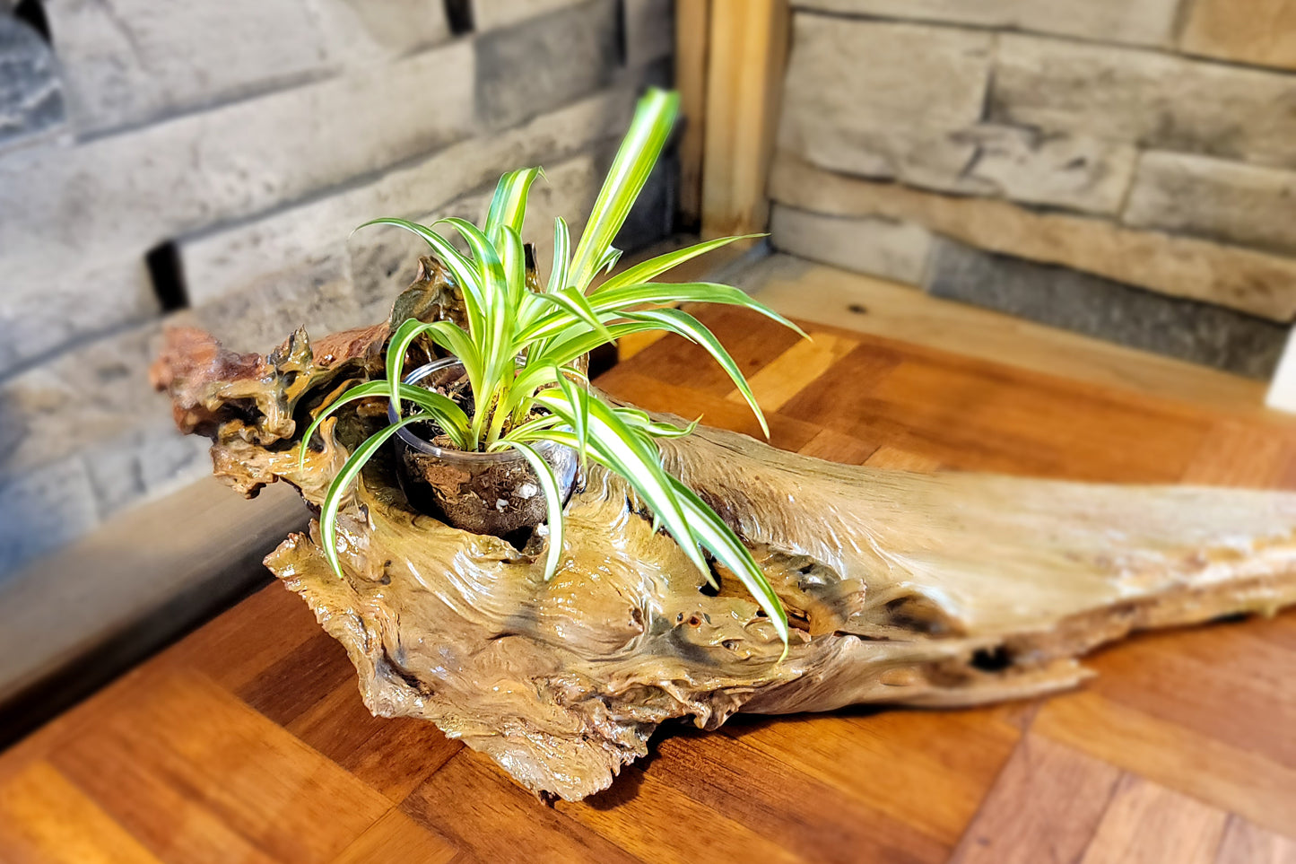 Handmade Driftwood Style Living Planter - Glossy Finish