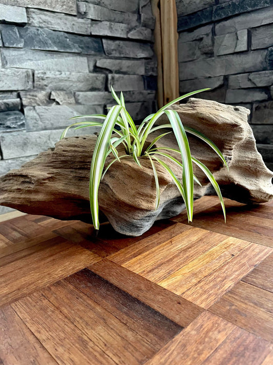 Handmade Driftwood Style Living Planter showcasing a unique design with reclaimed driftwood, providing a natural and eco-friendly home for air plants and succulents, Front