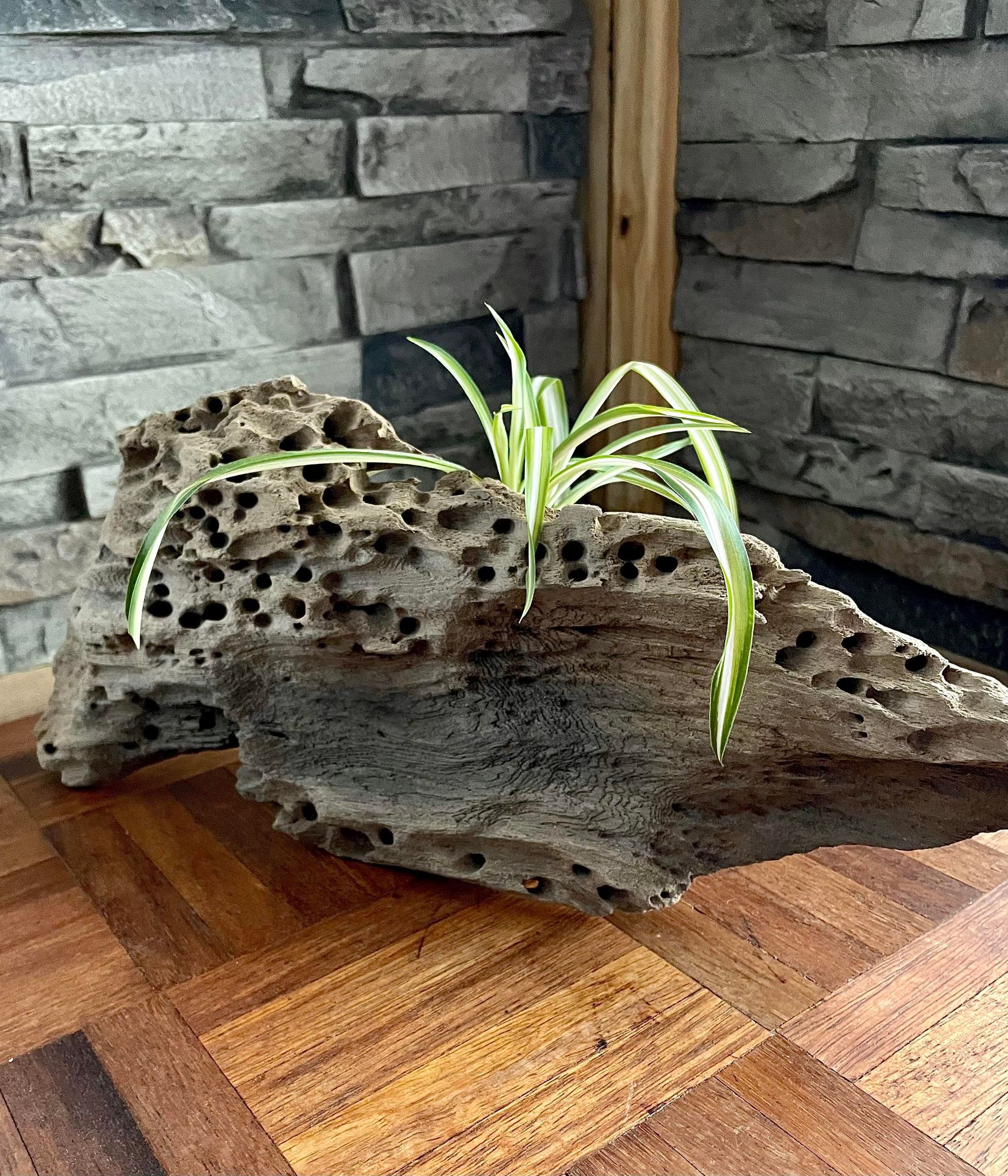 Handmade Driftwood Style Living Planter showcasing a unique design with reclaimed driftwood, providing a natural and eco-friendly home for air plants and succulents, Back