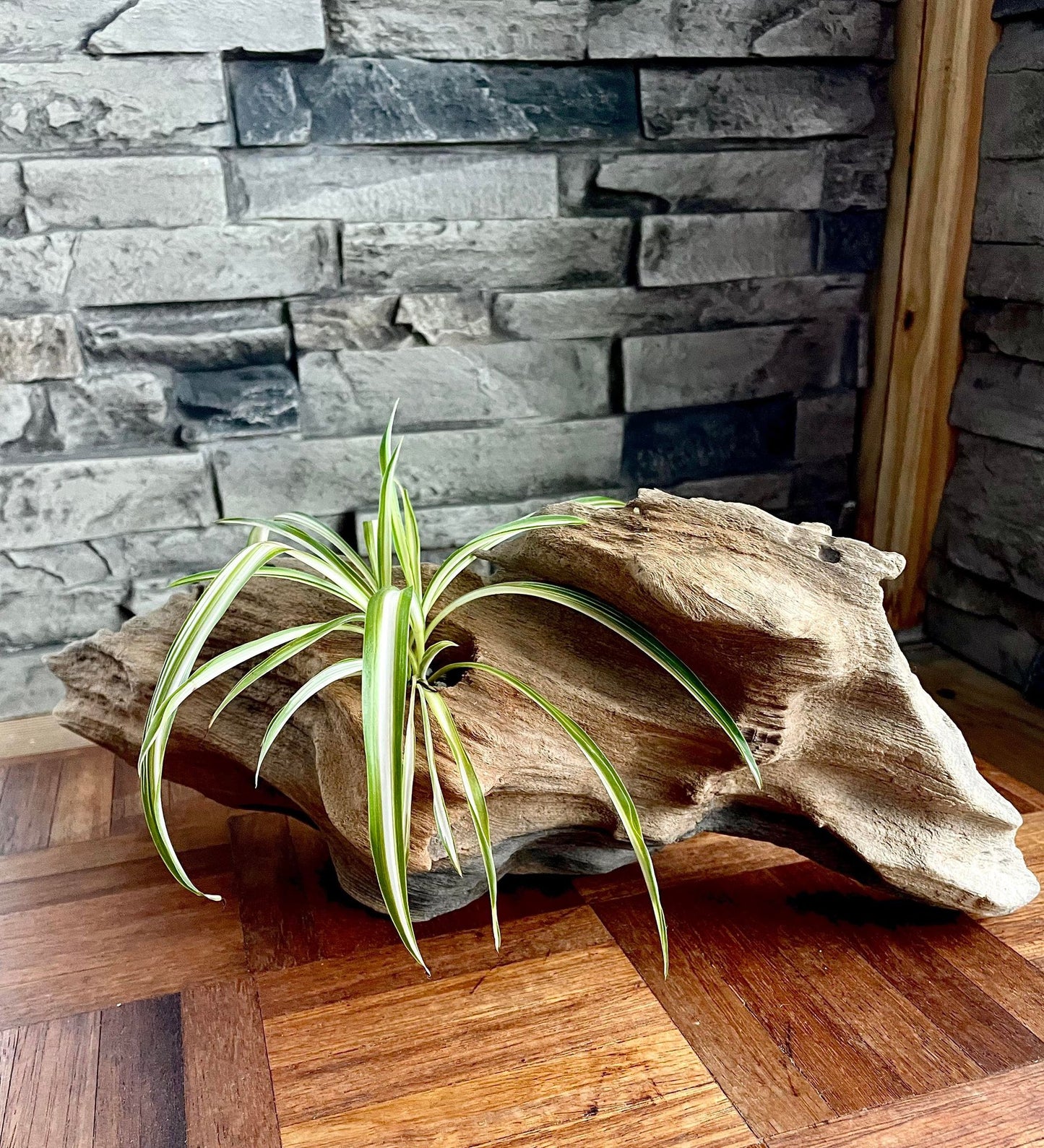 Handmade Driftwood Style Living Planter showcasing a unique design with reclaimed driftwood, providing a natural and eco-friendly home for air plants and succulents, Lifestyle
