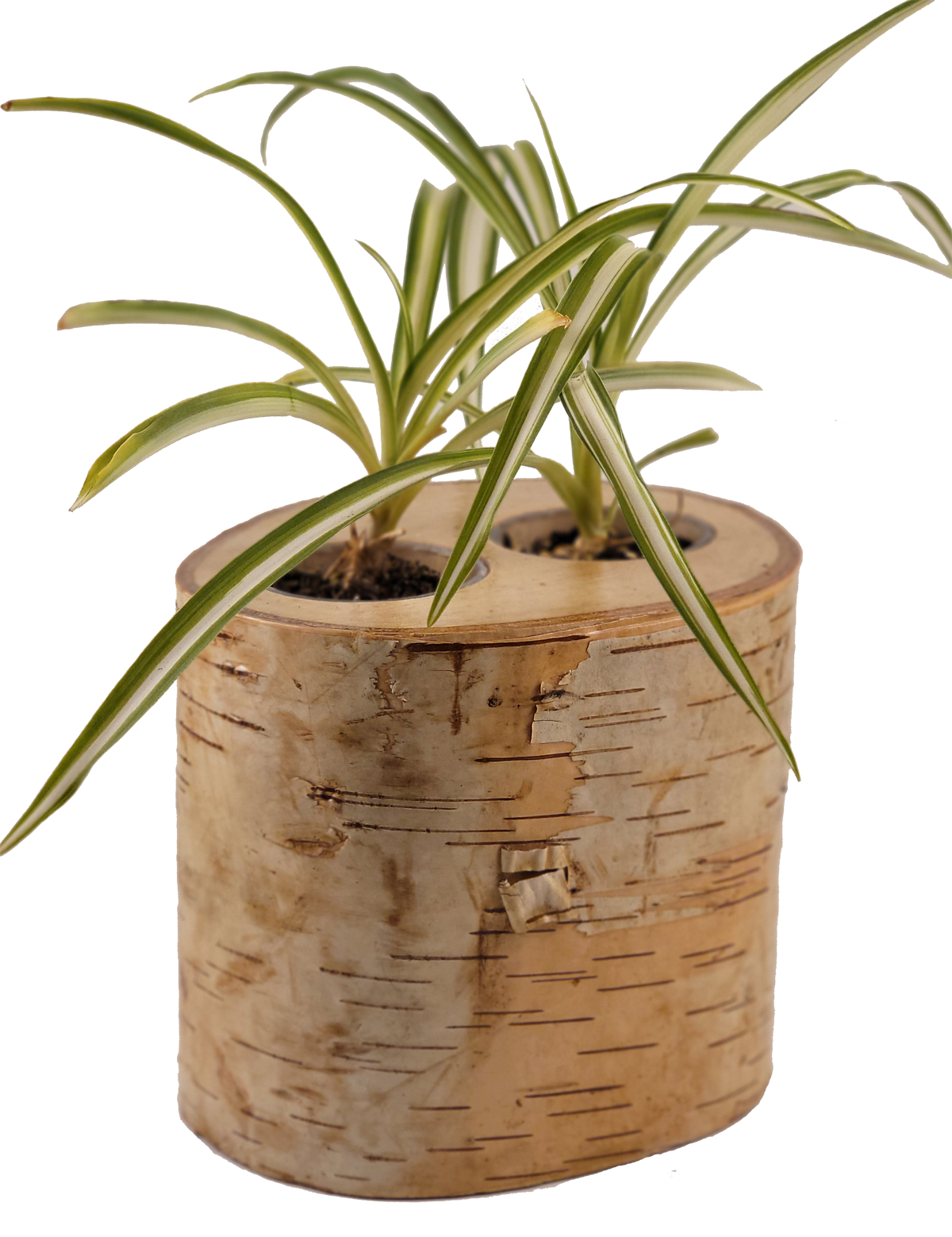 Natural Birch Wood Planter with Greenery, Transparent