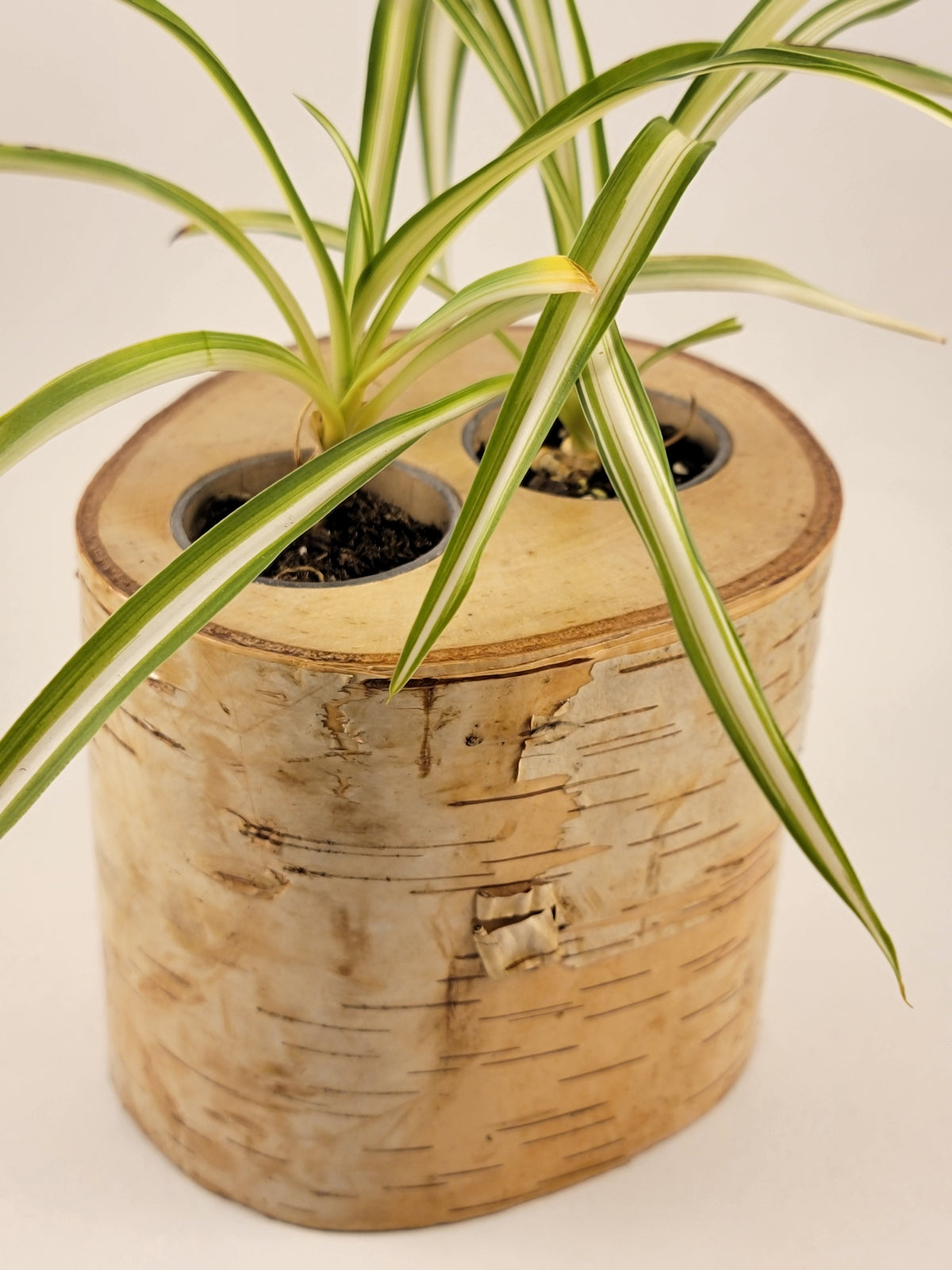 Natural Birch Wood Planter with Greenery, White Side