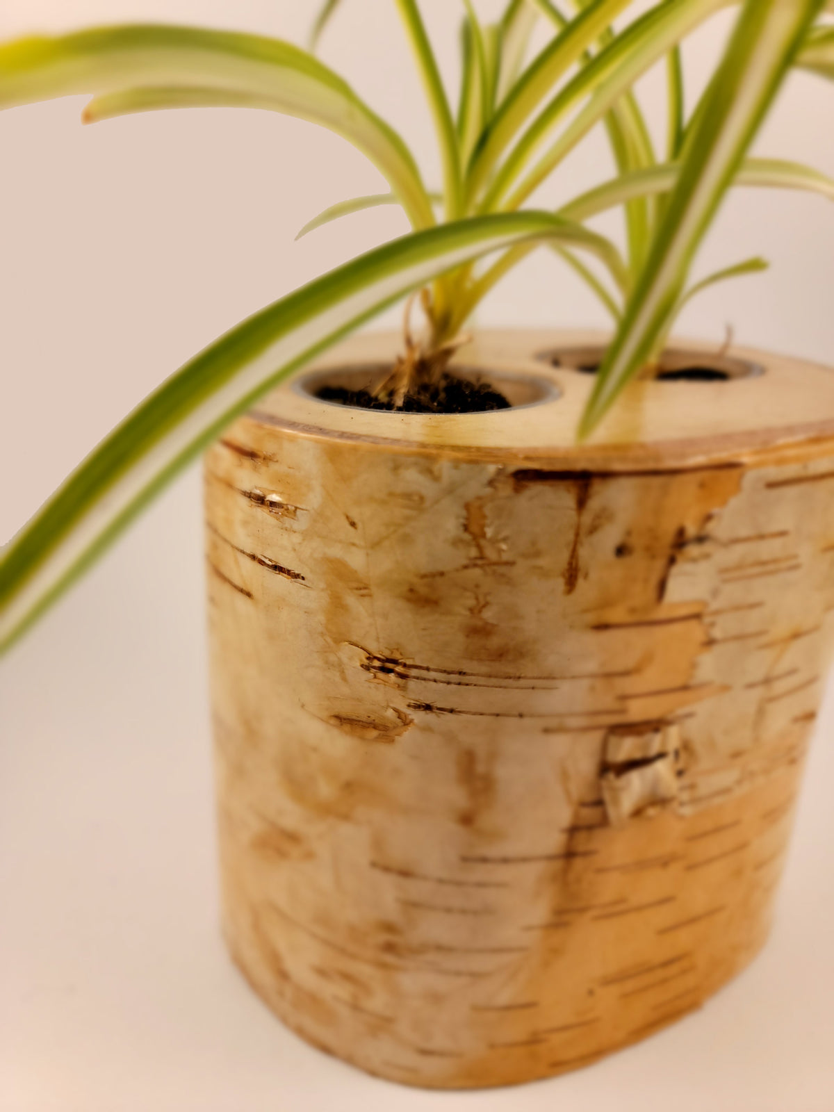 Natural Birch Wood Planter with Greenery, Side View Pan