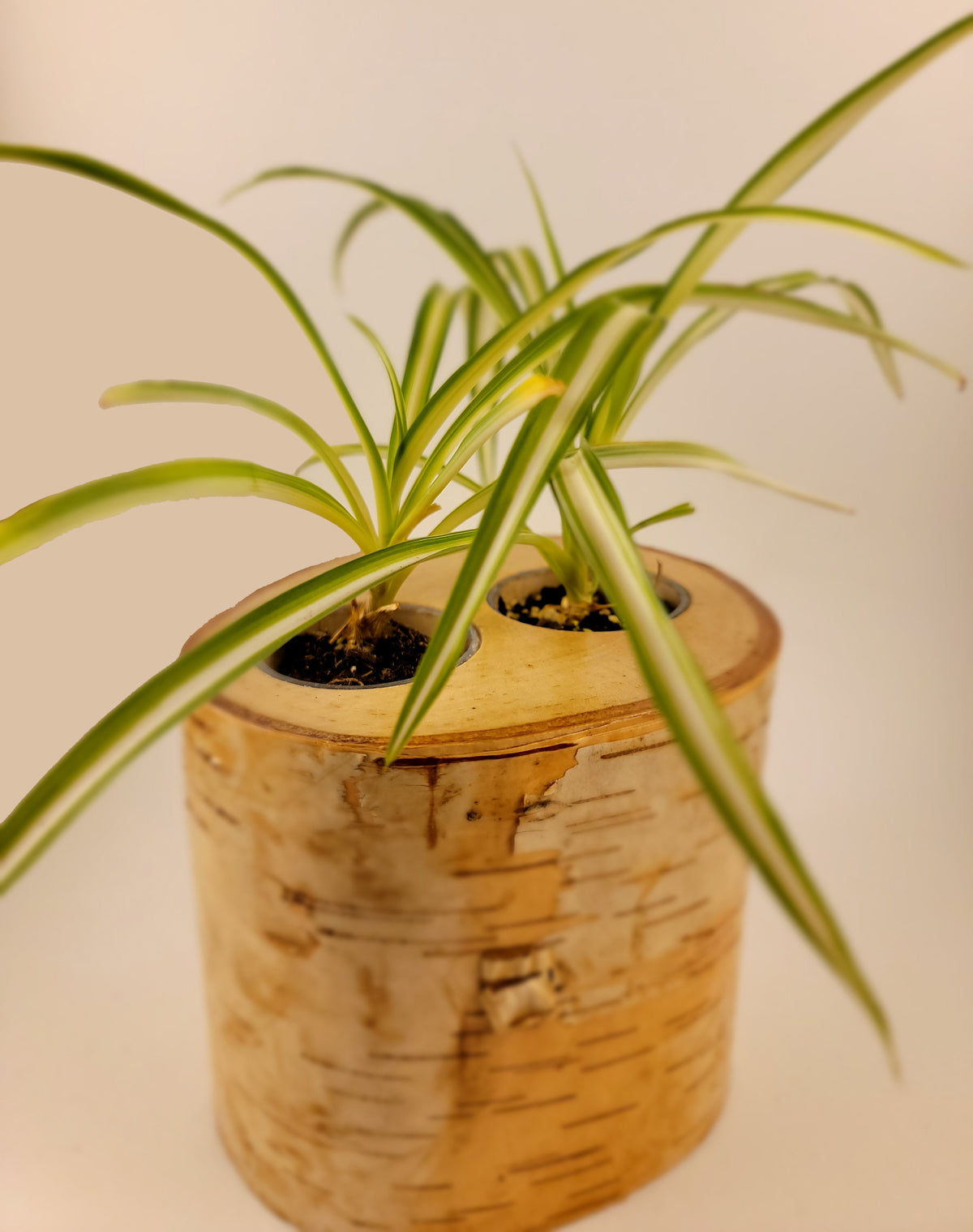 Natural Birch Wood Planter with Greenery, Front View