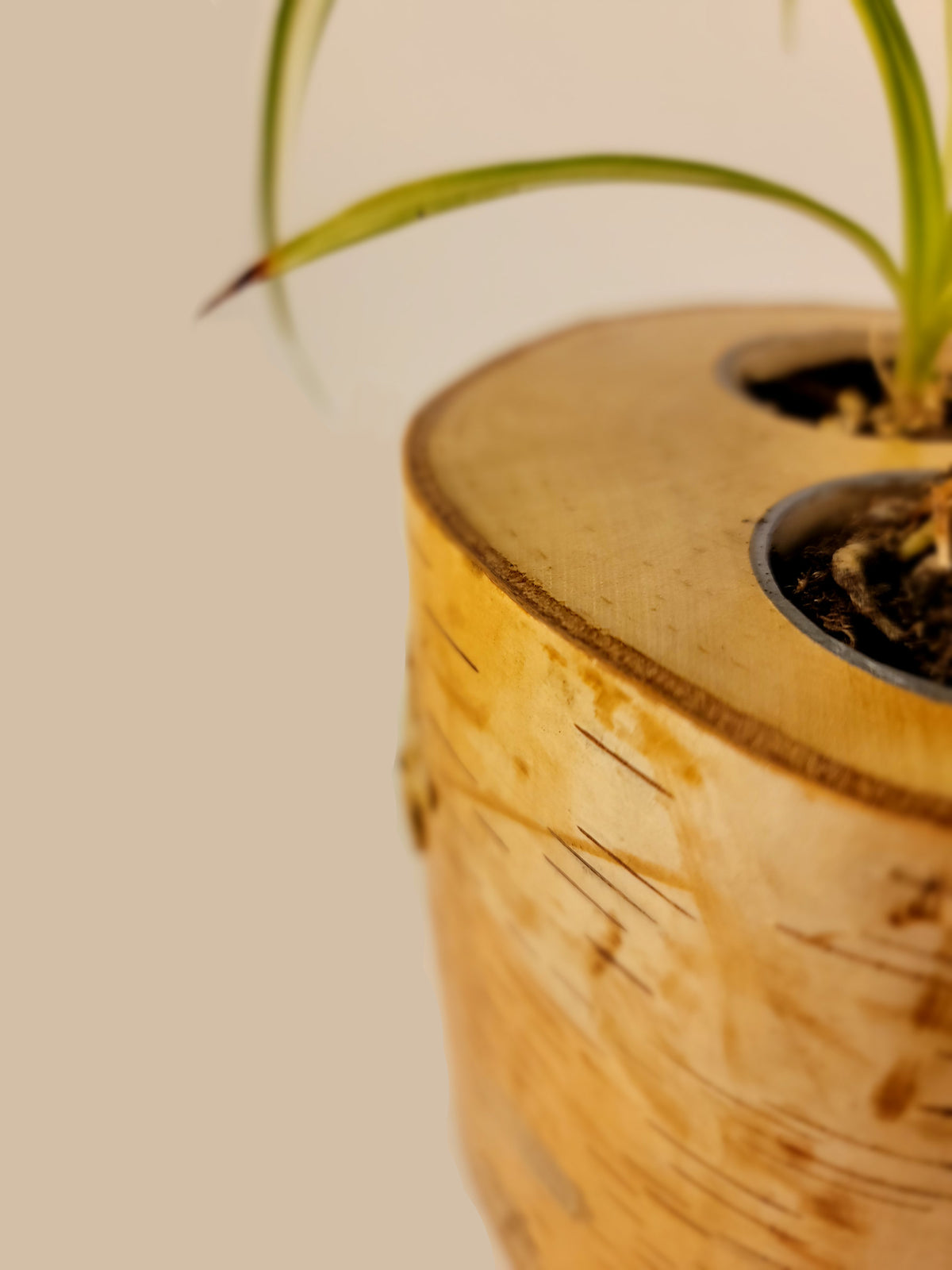Natural Birch Wood Planter with Greenery, Close Up